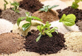 Clay Soil Improvement: Your Complete Guide to Better Garden Soil