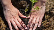 Regenerative Soil