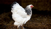 Why Organic Chicken Manure Beats Liquid Fertilizer Every Summer