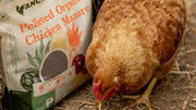 Organic Chicken Manure: What It Does for Your Soil and How to Use It Right