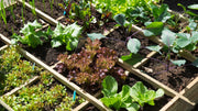 Why Pelletized Chicken Manure Is Perfect for Busy Gardener