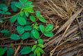 Green Manure: Your Secret to Building Rich, Living Soil Naturally