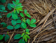 Green Manure: Your Secret to Building Rich, Living Soil Naturally