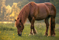 Horse Manure vs Cow Manure: Which Is Better for Your Garden?
