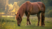 Horse Manure vs Cow Manure: Which Is Better for Your Garden?
