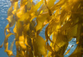 Kelp Meal vs Fish Emulsion: Which One Works Better for Your Garden?