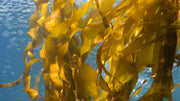 Kelp Meal vs Fish Emulsion: Which One Works Better for Your Garden?
