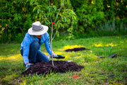 Mulching Benefits: What Happens Underground and Why It Changes How Your Garden Grows