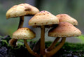 Mushroom Compost vs Regular Compost: What's Better for Your Soil?