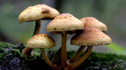 Mushroom Compost vs Regular Compost: What's Better for Your Soil?