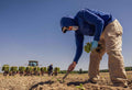 Natural Plant Food vs Commercial Fertilizer A Real Comparison
