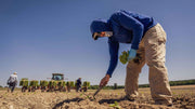 Natural Plant Food vs Commercial Fertilizer A Real Comparison