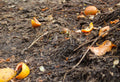 Organic Fertilizer vs 10-10-10 Which is Better for Your Garden