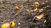 Organic Fertilizer vs 10-10-10 Which is Better for Your Garden