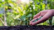 Organic Liquid vs. Granular Fertilizer: Which One Fits Your Garden