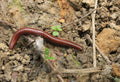 Organic vs Synthetic Fertilizer A Clear-Eyed Comparison