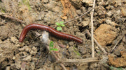 Organic vs Synthetic Fertilizer A Clear-Eyed Comparison