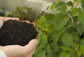 Pelleted vs Loose Fertilizer: Which One Fits Your Garden