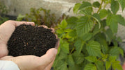 Pelleted vs Loose Fertilizer: Which One Fits Your Garden