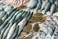 Seaweed Fertilizer vs Fish Emulsion: Which Ocean Feed Wins?