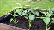 What Is 10 10 10 Fertilizer Made Of? A Full Ingredient Breakdown