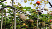 How to Start Organic Farming: A Step-by-Step Guide