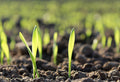 The Gardener's Guide to Depleted Soil Recovery