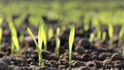 The Gardener's Guide to Depleted Soil Recovery