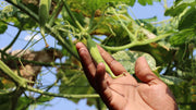 Organic Fertilizer Types Explained: Choosing What Actually Works