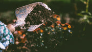 What Are Soil Enzymes and Why Your Garden Needs Them