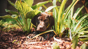 Is Organic Fertilizer Safe for Dogs? What Every Pet Parent Should Know