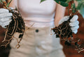Mycorrhizae Explained: The Underground Secret to a Thriving Garden