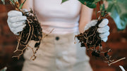 Mycorrhizae Explained: The Underground Secret to a Thriving Garden