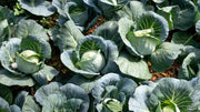 Organic Farming and Sustainable Agriculture: What Every Grower Should Know