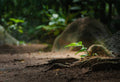 A Practical Guide to Soil Restoration for Home Gardens