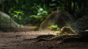 A Practical Guide to Soil Restoration for Home Gardens