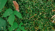 Cover Crops: How to Use Them to Build Healthier Soil Season After Season