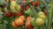 Why Organic Fertilizer Grows Better Crops (And Tastier Ones)