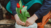 The Best Organic Fertilizer for Flowers: A Simple Bloom Guide