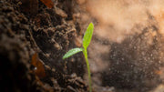 Maintaining Soil Fertility in Organic Farming