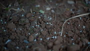 Soil Rehabilitation 101: Bringing Tired Garden Soil Back to Life