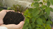 Slow Release vs Quick Release Fertilizer: A Smart Feeding Guide