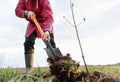 Soil Temperature: The Hidden Factor Behind Plant Growth