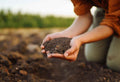 Starter vs Maintenance Fertilizer: A Growth Stage Guide