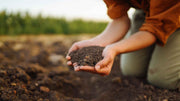 Starter vs Maintenance Fertilizer: A Growth Stage Guide