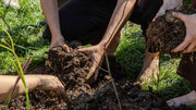 Sustainable Soil Practices Every Home Gardener Should Know