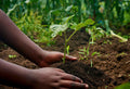 Synthetic vs. Organic Fertilizer Cost: What the Price Tag Doesn't Tell You