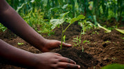 Synthetic vs. Organic Fertilizer Cost: What the Price Tag Doesn't Tell You