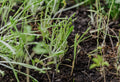 The Soil Food Web: How Underground Life Powers Your Garden