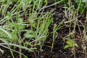 The Soil Food Web: How Underground Life Powers Your Garden